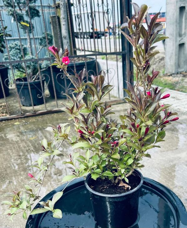 Weigela