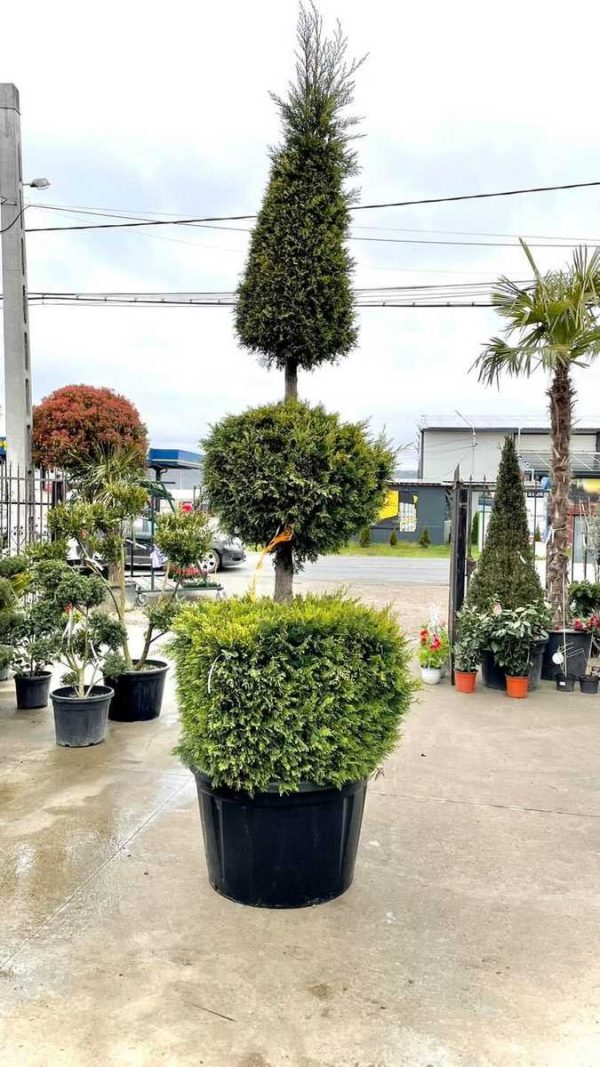 Leylandii Cilindru Glob Con