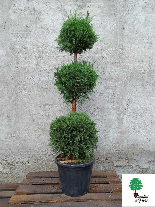 Leylandii 3 Globuri