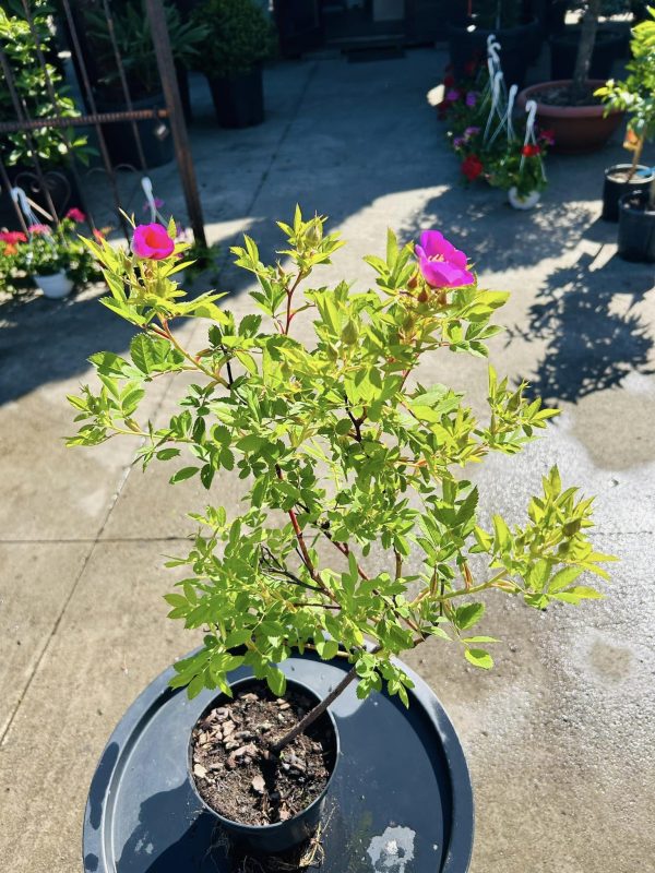 Rosa Rugosa
