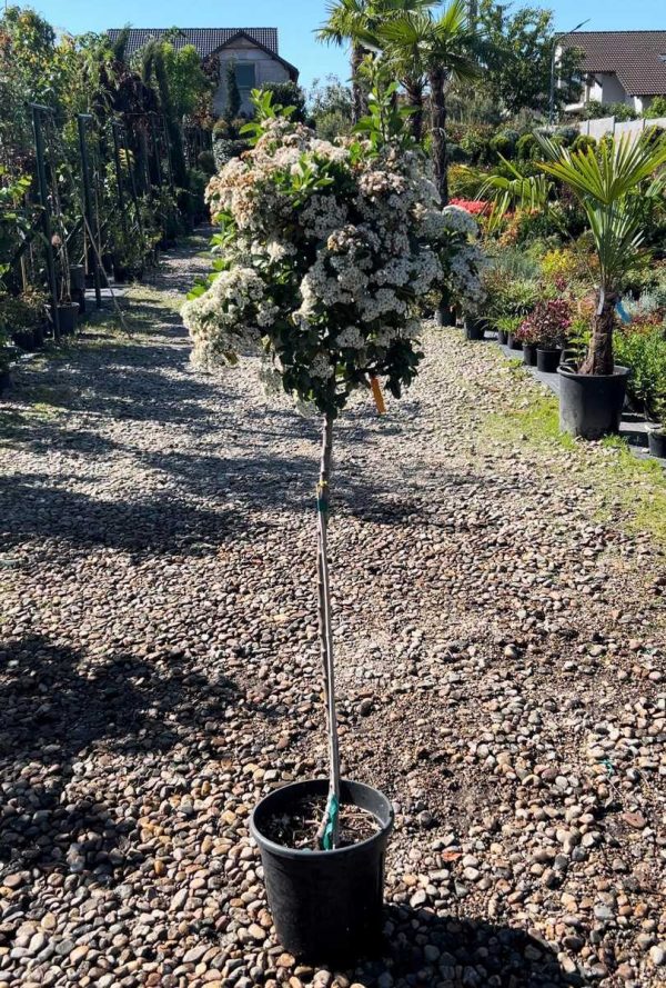 Pyracantha Copacel