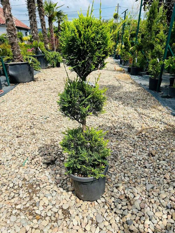 Leylandii 3 Globuri Mini