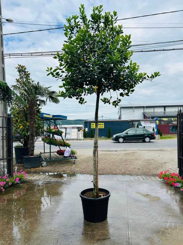 Ilex Nelie Stevens