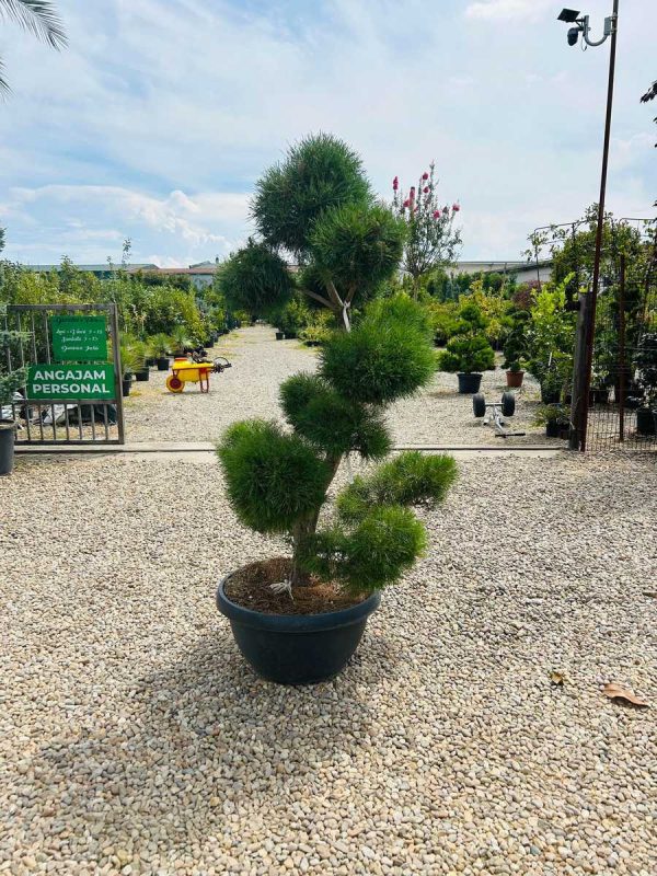 PINUS SYLVESTRIS POM PON