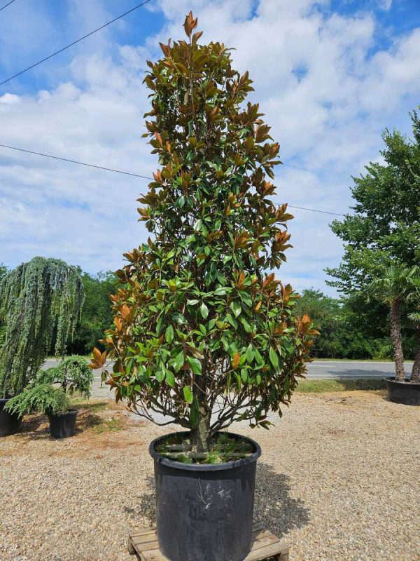 MAGNOLIA GRANDIFLORA