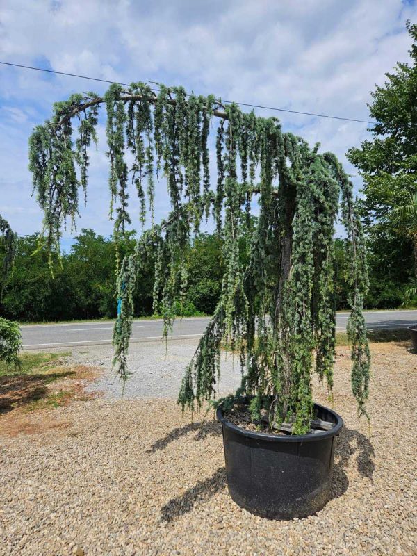 Cedru Atlantica Glauca Pendula