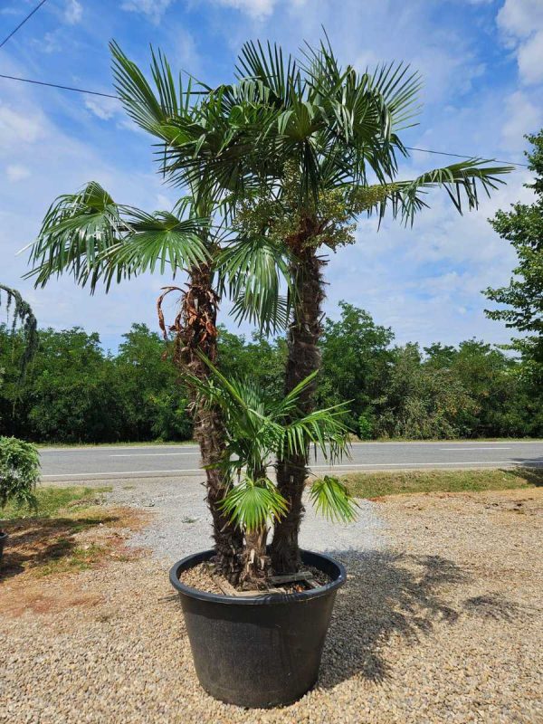 CHAMAEROPS EXCELSA PALMIER