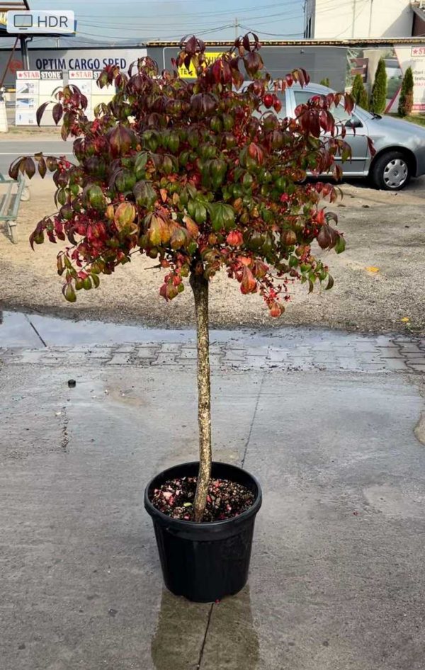 EUONYMUS ALATUS COPACEL