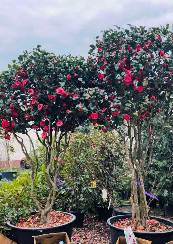 CAMELIA JAPONICA