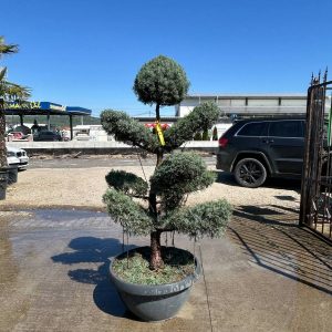 CUPRESSUS ARIZONICA BONSAI