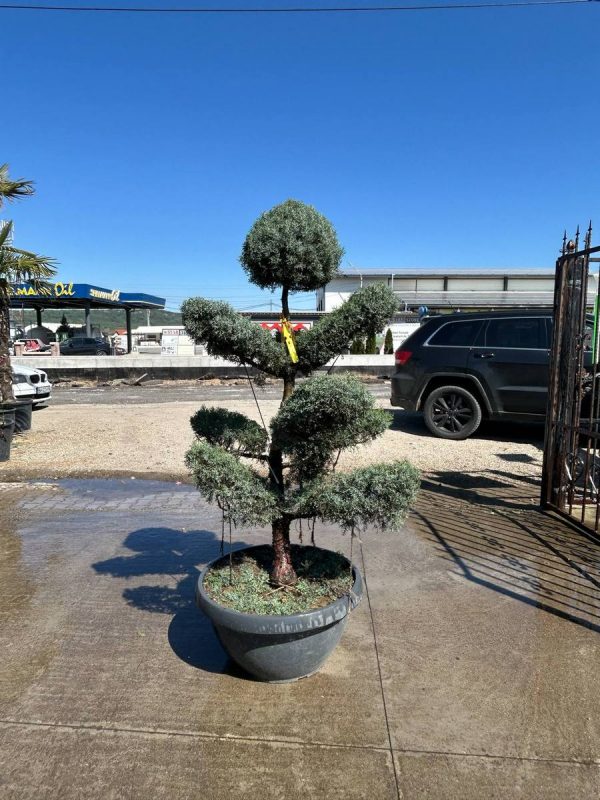 CUPRESSUS ARIZONICA BONSAI