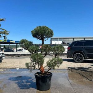 PINUS SYLVESTRIS BONSAI