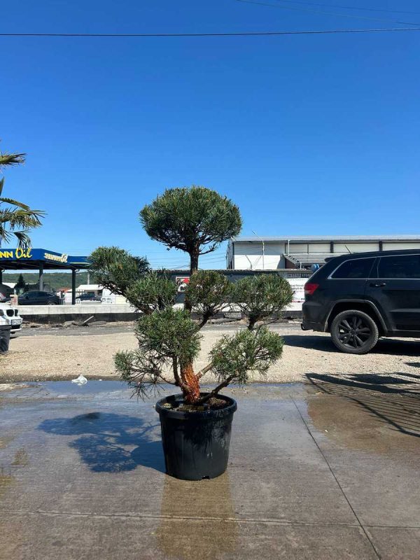 PINUS SYLVESTRIS BONSAI