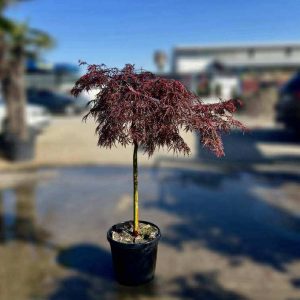 ACER DISECTUM