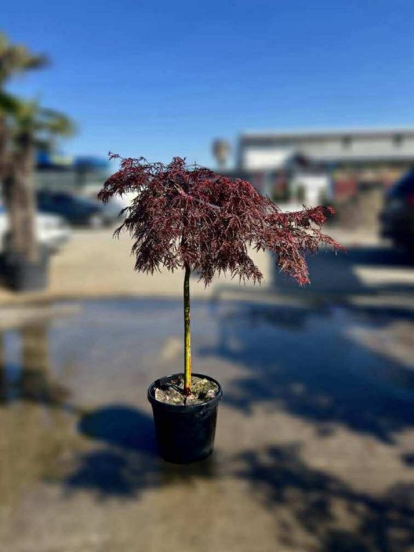 ACER DISECTUM