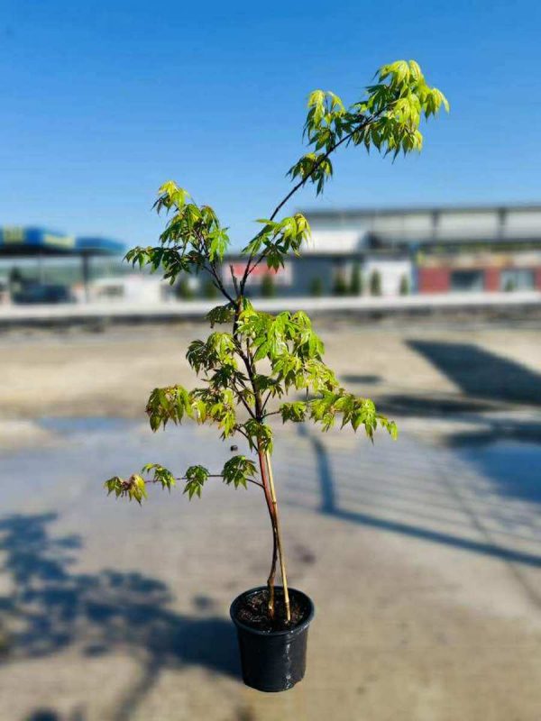 ACER OSAKAZUKI