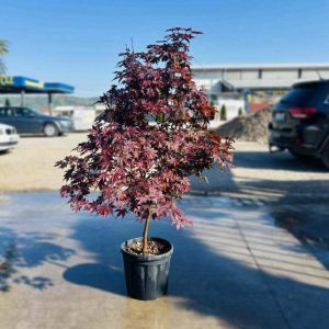 ACER BLOOD GOOD
