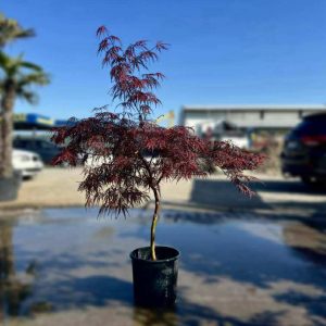 ACER DISECTUM