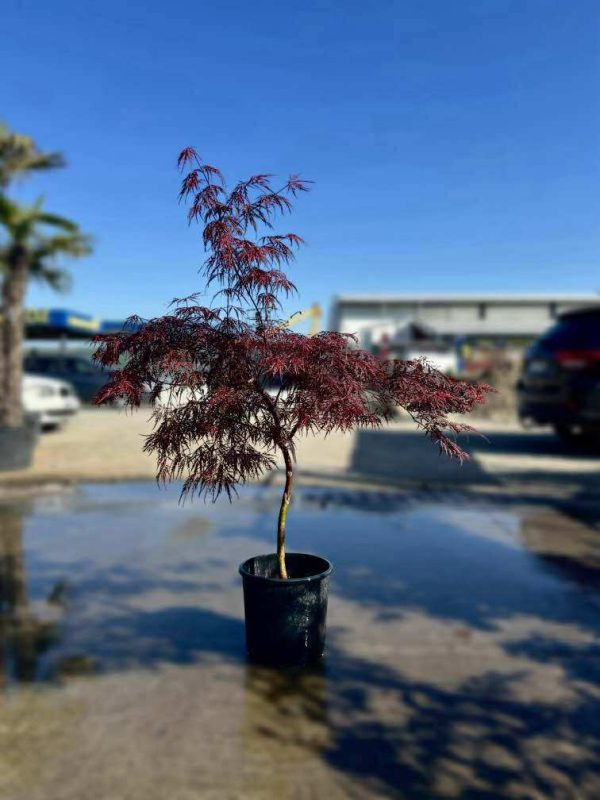 ACER DISECTUM