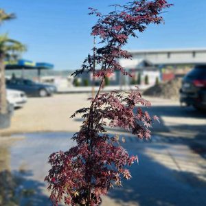 ACER BLOOD GOOD