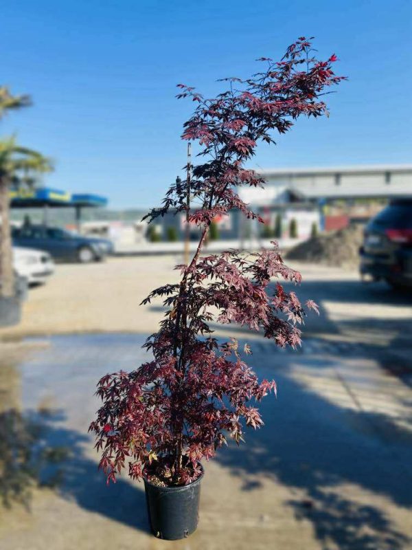 ACER BLOOD GOOD