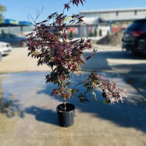 ACER