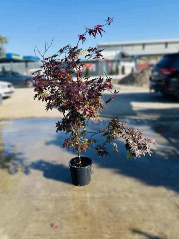 ACER