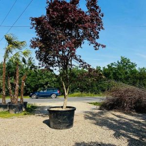 ACER PALMATUM