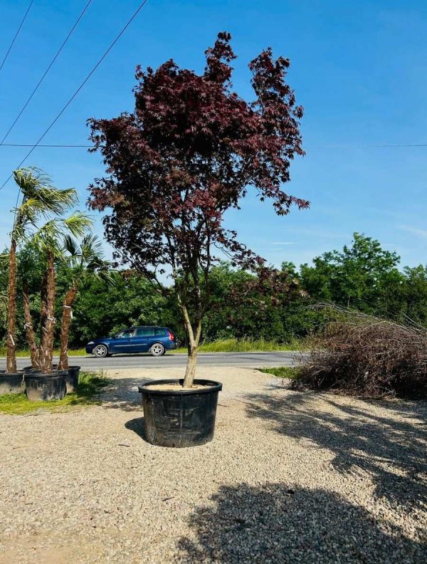 ACER PALMATUM