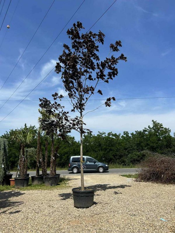 ACER KRIMSON KING