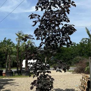 ACER PALMATUM