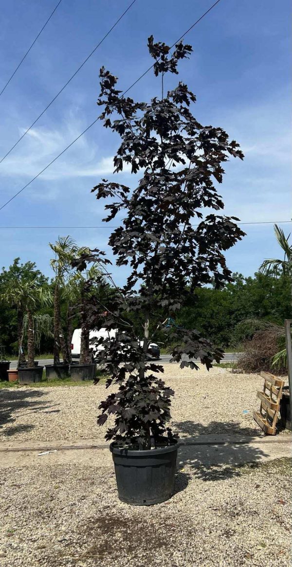 ACER PALMATUM