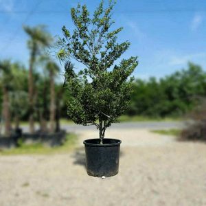FAGUS SYLVATICA