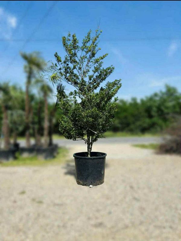FAGUS SYLVATICA