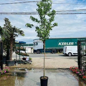 LIQUIDAMBAR