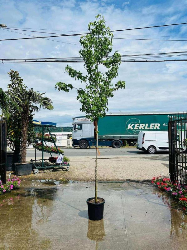 LIQUIDAMBAR