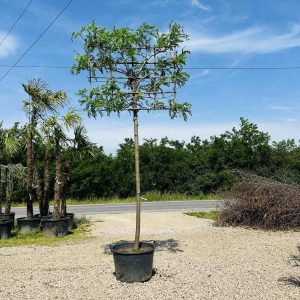 GLEDITSIA