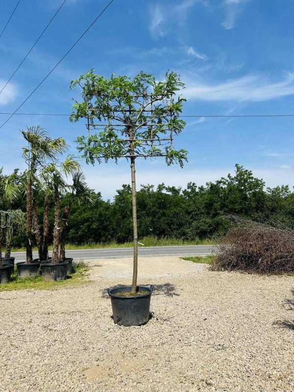 GLEDITSIA