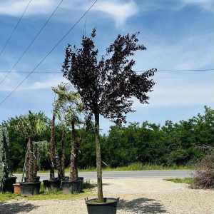 PRUNUS NIGRA